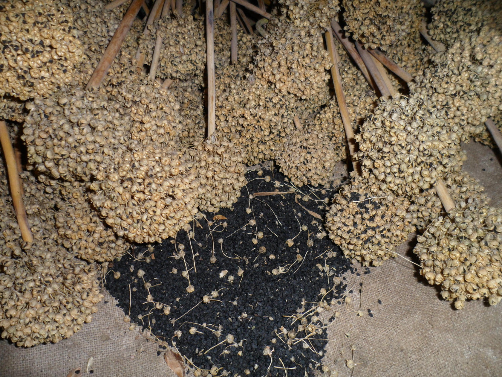 Отличная всхожесть семян, прочие достоинства лука репки Халцедон