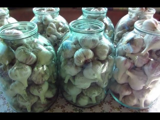 Храним озимый чеснок дома до весны, организация лучших условий на зиму