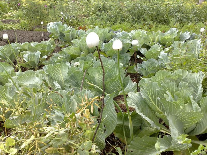 Варианты и средства обработки капусты от гусениц