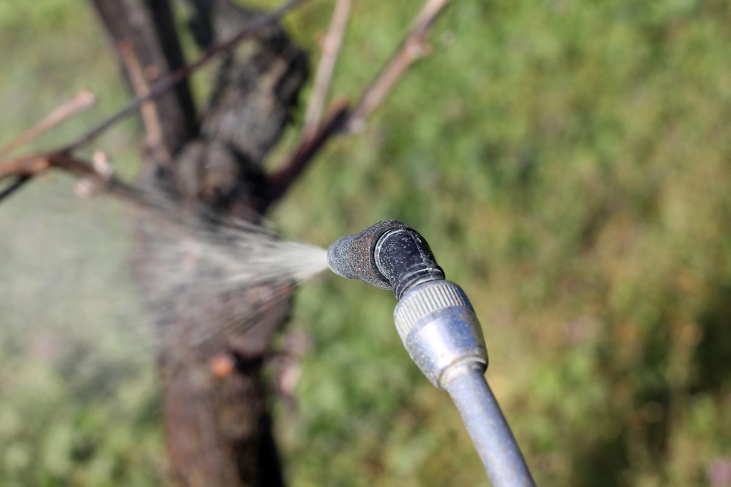 Обработка винограда осенью от болезней железным купоросом