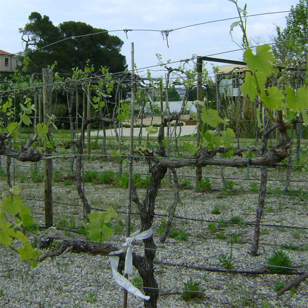 Выращивание столового крупноплодного винограда Кеша