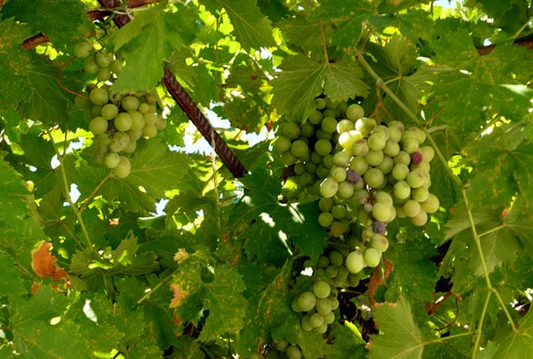 Как обрабатывать виноград медным купоросом весной и осенью