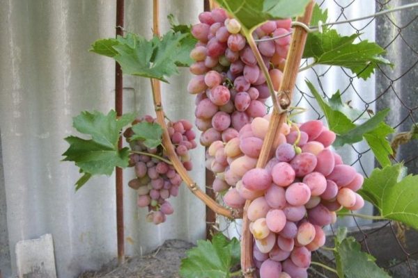 Описание белого сорта винограда Восторг — выращивание и уход