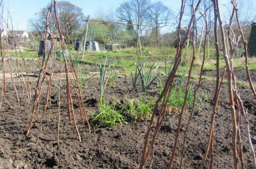 Необходимость и способы подвязывания малины