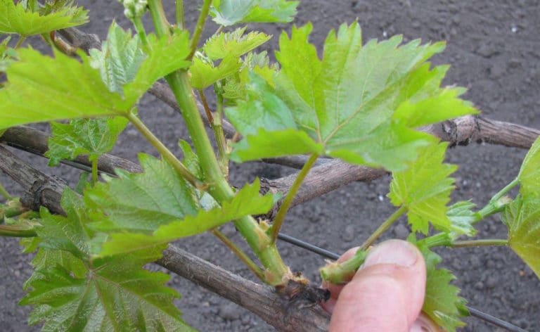 Выращивание виноградной лозы — основные правила и условия