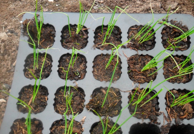 Отличная всхожесть семян, прочие достоинства лука репки Халцедон