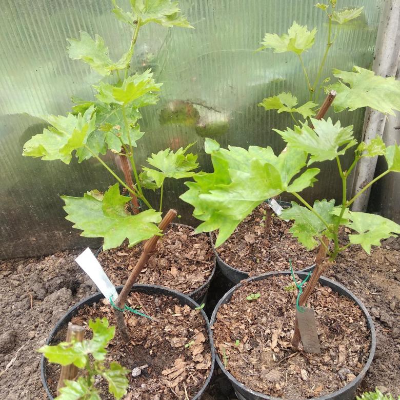 Выращивание винограда Виктория — как посадить и ухаживать