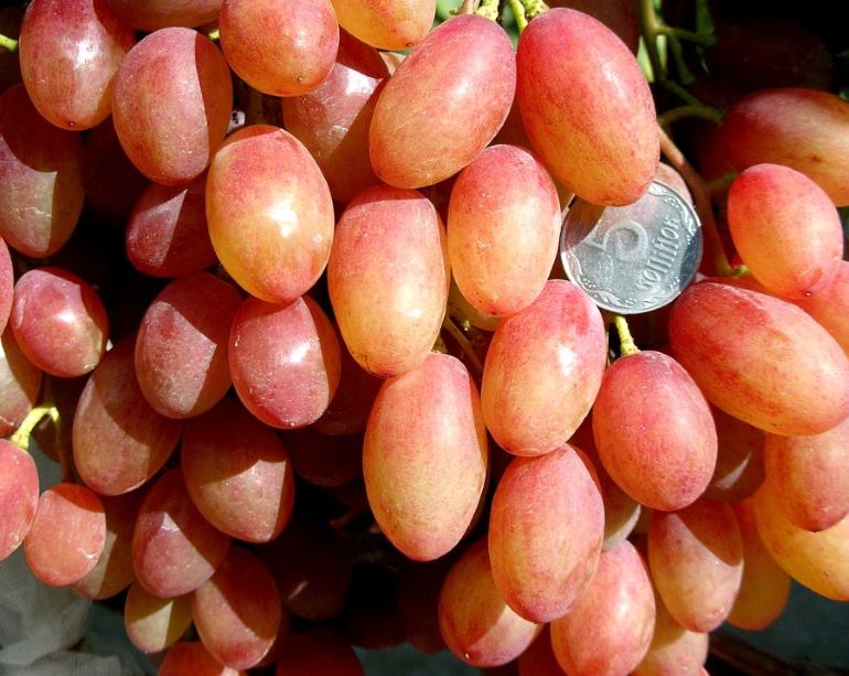 Агротехника винограда Румба — преимущества и недостатки