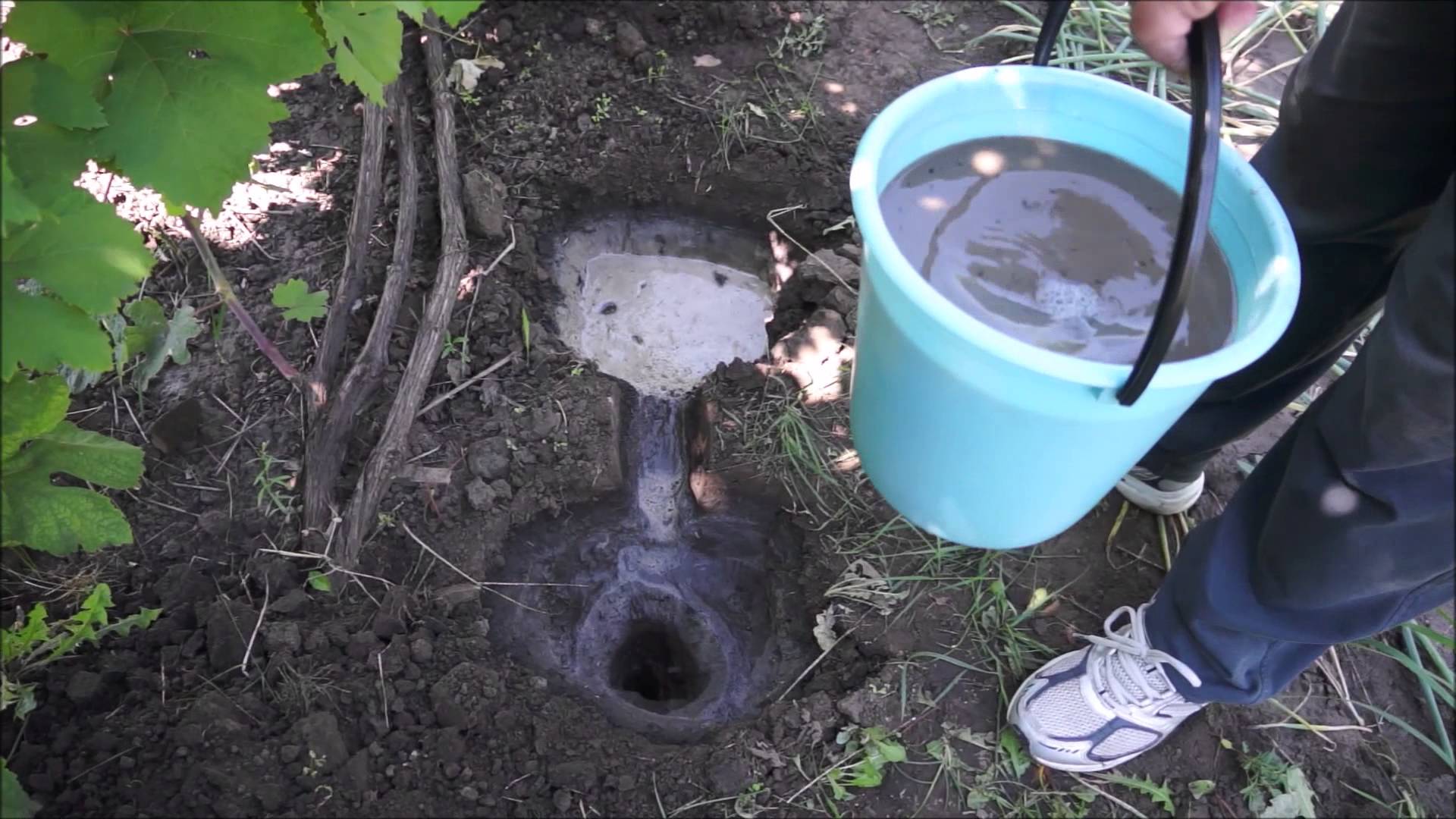 Чем можно подкармливать виноград в летний период