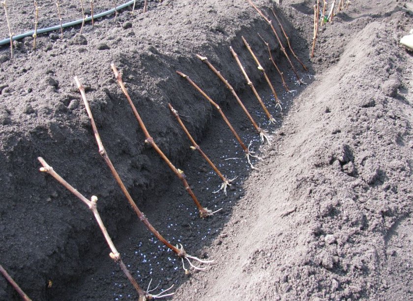 Описание винограда сорта Гурман — технология выращивания