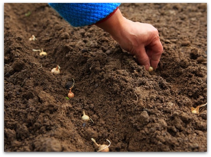 Основные преимущества лука севка Центурион, можно ли сажать под зиму