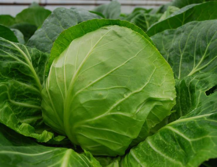 Уборка урожая капусты и хранение на зиму