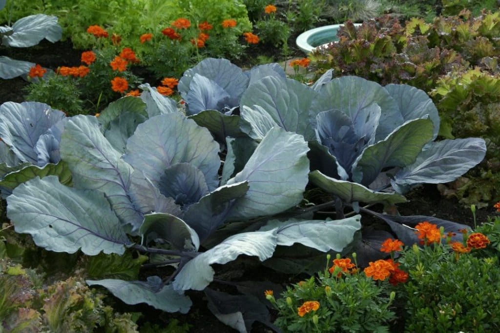 Варианты и средства обработки капусты от гусениц