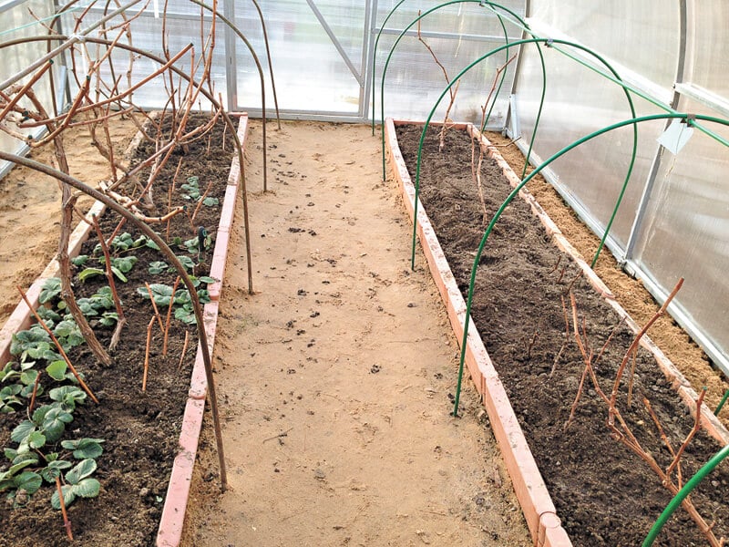 Выращивание винограда из семян дома — можно ли в горшке