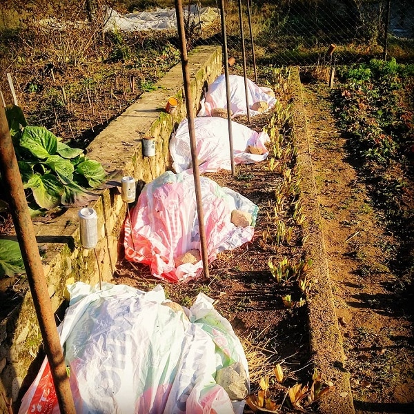 Выращивание столового крупноплодного винограда Кеша