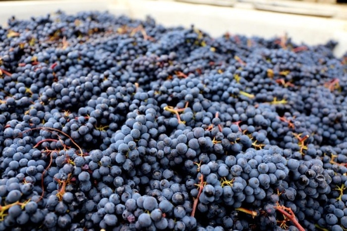 Описание винограда сорта Пино Нуар (Pinot Noir)