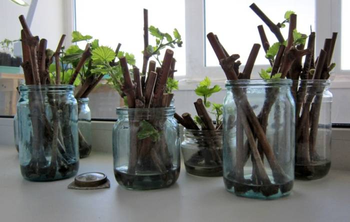 Агротехника винограда Румба — преимущества и недостатки