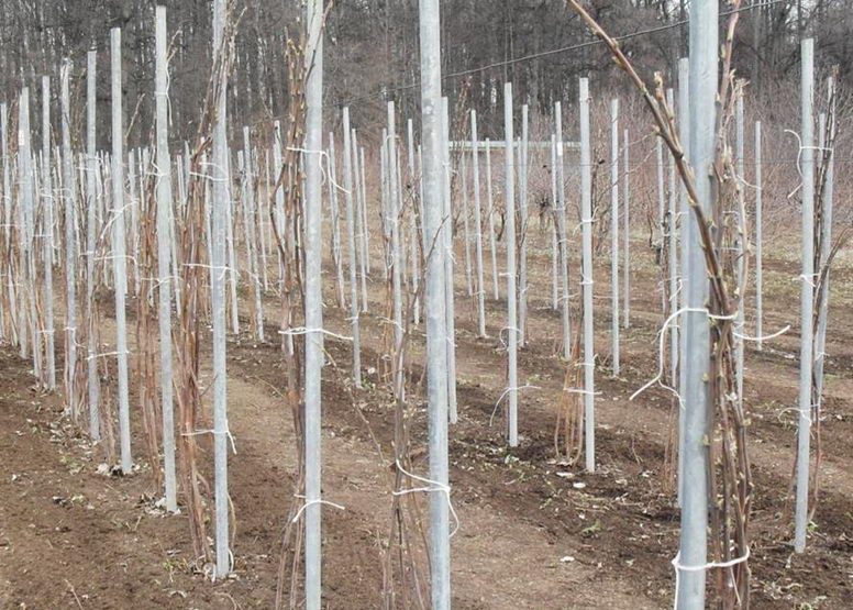 Необходимость и способы подвязывания малины