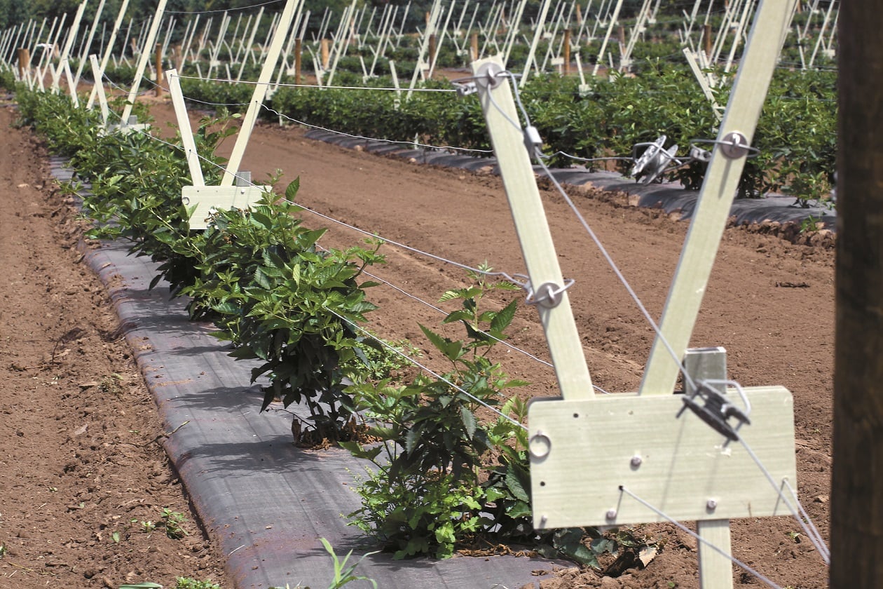 Инструкция как сделать шпалеру для малины своими руками