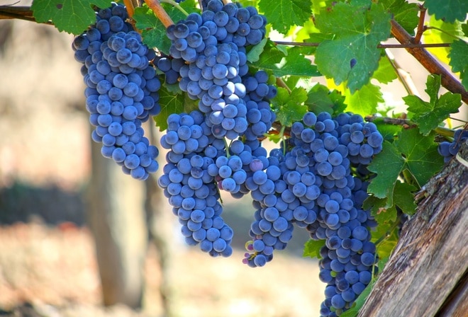 Выращивание виноградной лозы — основные правила и условия