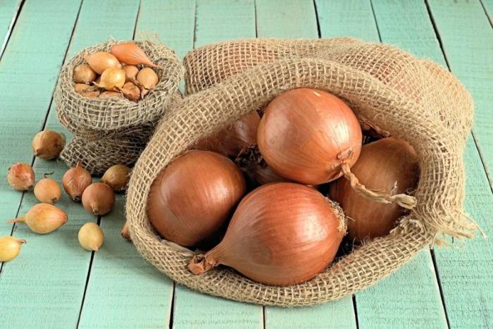 Отличная всхожесть семян, прочие достоинства лука репки Халцедон