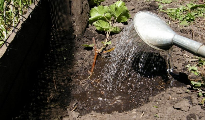 Выращивание винограда Виктория — как посадить и ухаживать