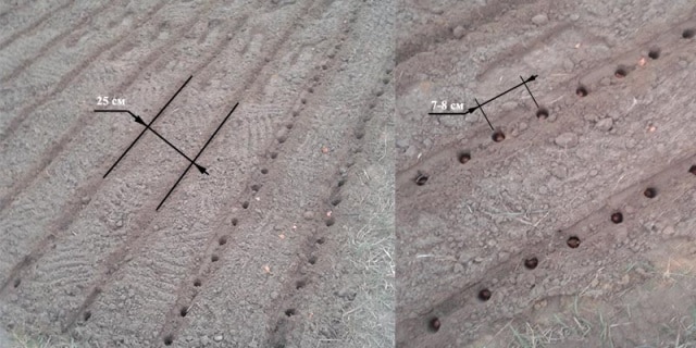 Основные преимущества лука севка Центурион, можно ли сажать под зиму