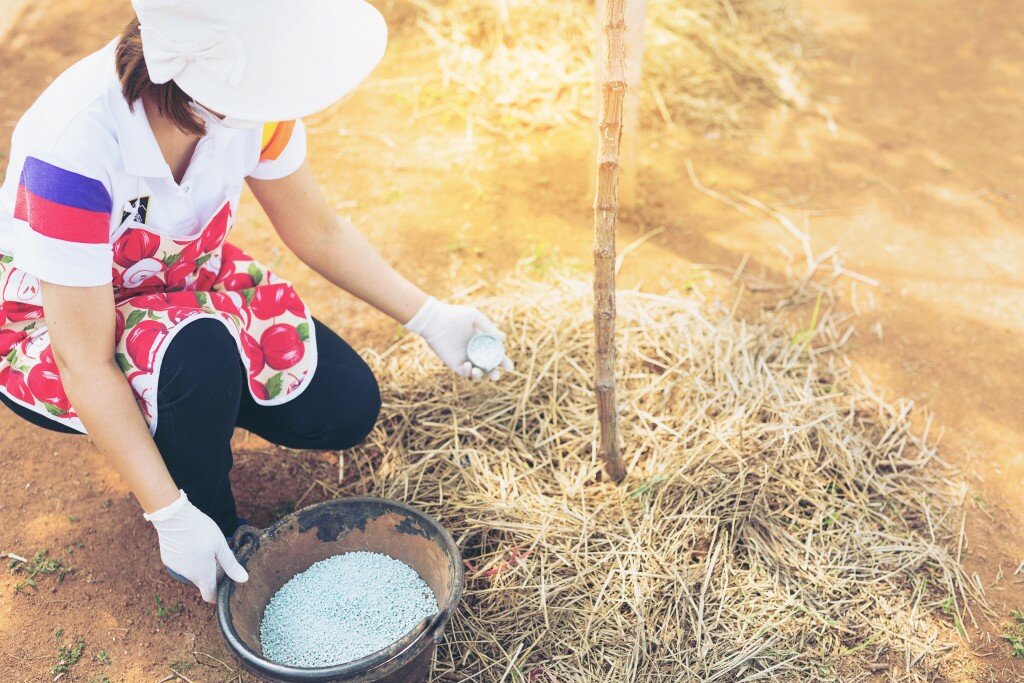 Описание винограда сорта Гурман — технология выращивания