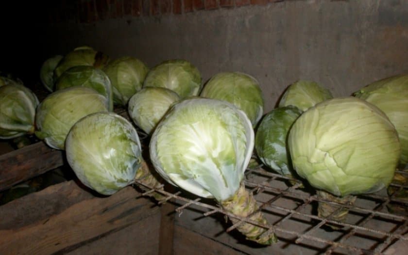 Уборка урожая капусты и хранение на зиму