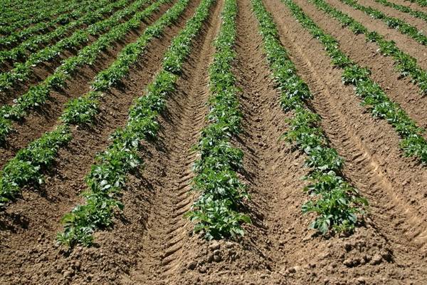 Описание картофеля Винетта — что это за ранний сорт?