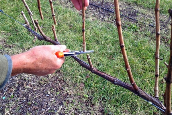 Описание белого сорта винограда Восторг — выращивание и уход