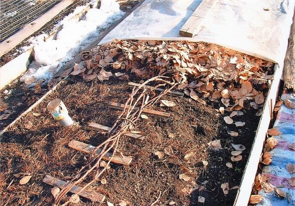 Как правильно укрывать виноград на зимний период в Поволжье