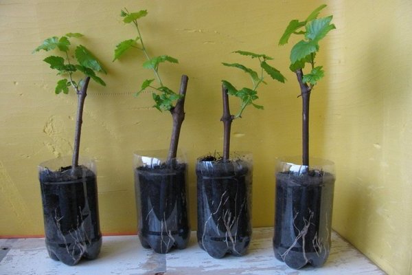 Особенности выращивания винного винограда Мерло