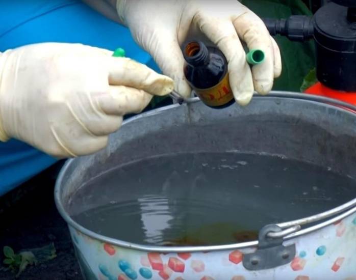 Особенности применения и тонкости обработки огурцов зеленкой и йодом