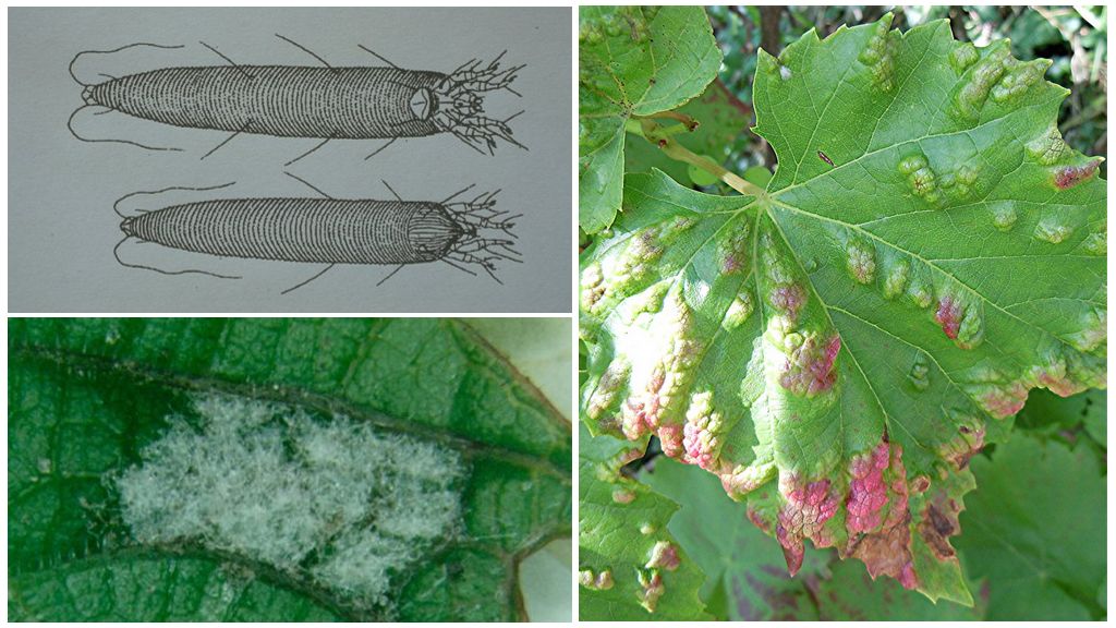 Агротехника винограда Румба — преимущества и недостатки