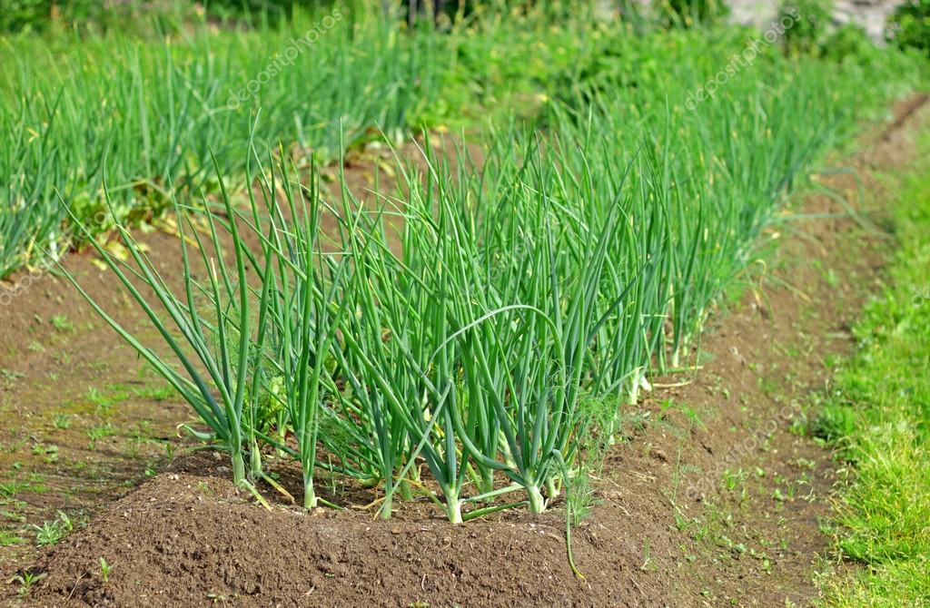 Как выглядит стандартная луковица среднего размера и веса