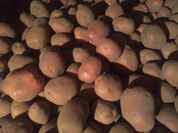 Описание сорта картошки «Беллароза»