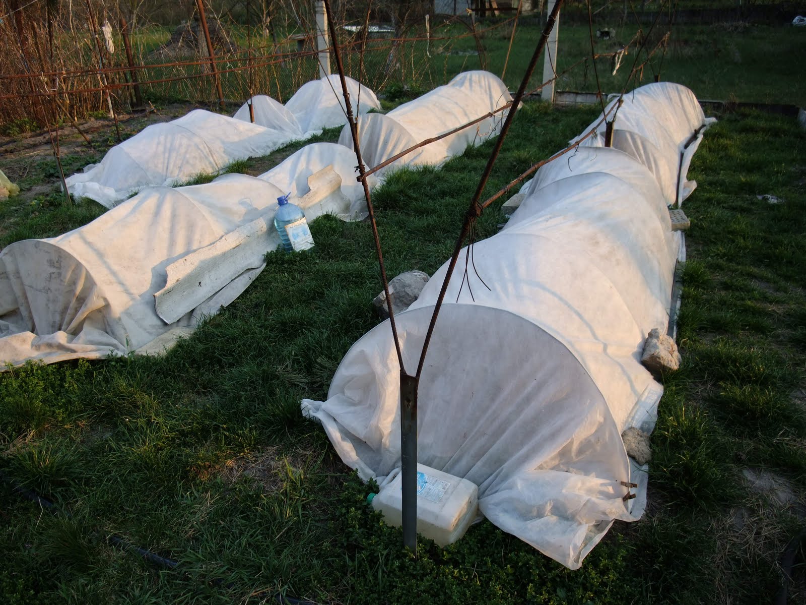 Описание винограда сорта Гурман — технология выращивания