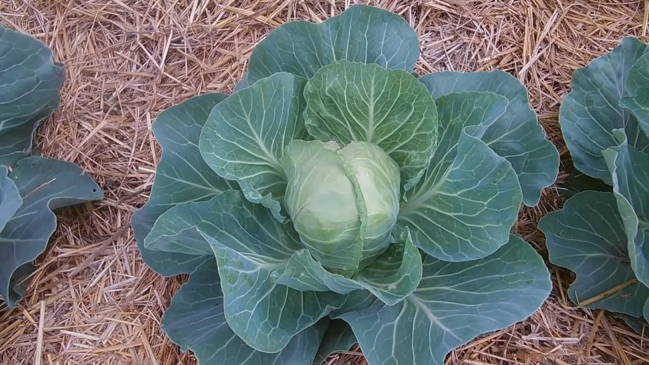 Варианты и средства обработки капусты от гусениц