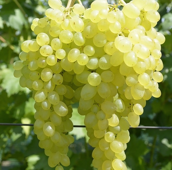 Перечень ранних и ультраранних сортов винограда для выращивания