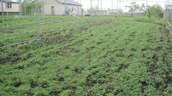 Описание винограда сорта Пино Нуар (Pinot Noir)