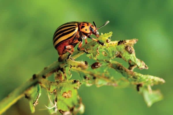 Описание картофеля Винетта — что это за ранний сорт?