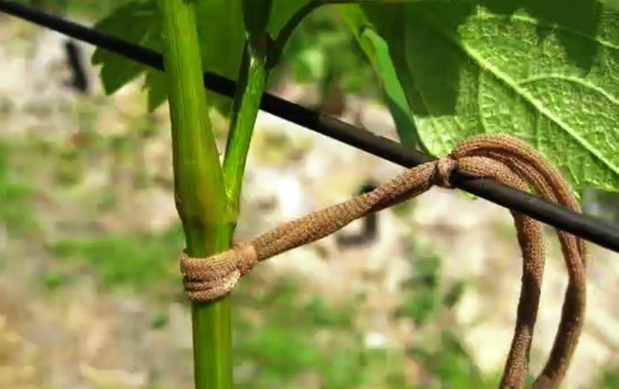 Описание винограда сорта Пино Нуар (Pinot Noir)