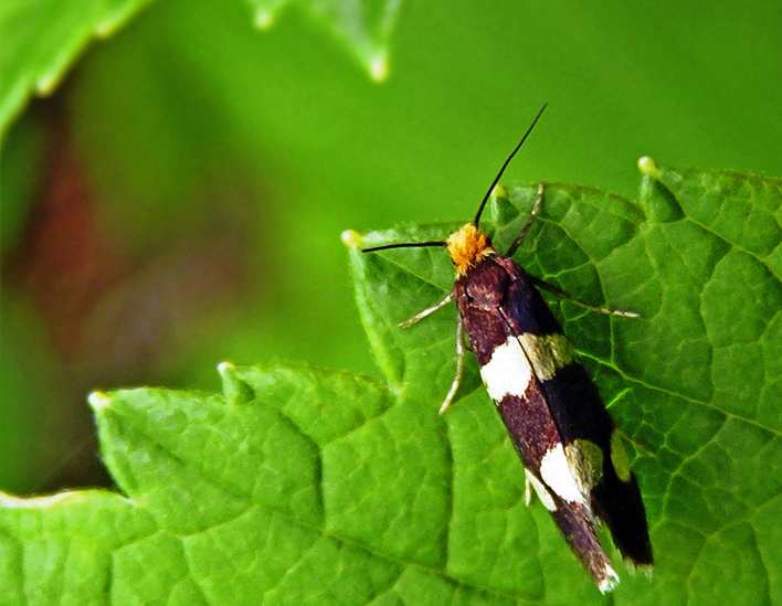 Малинная почковая моль