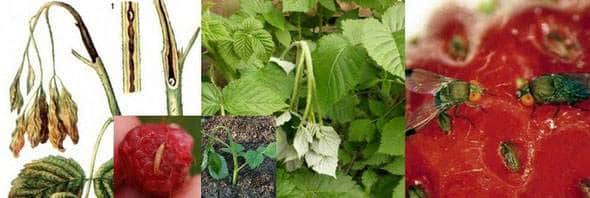 Малинный комарик или галлица