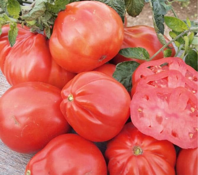 Раннеспелый сорт томата Пузата хата и его особенности