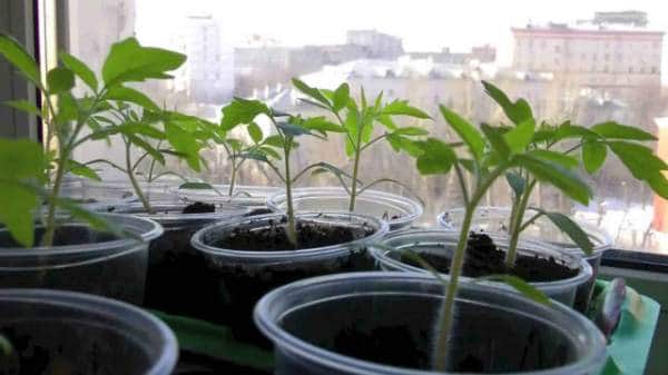 Рассада томатов