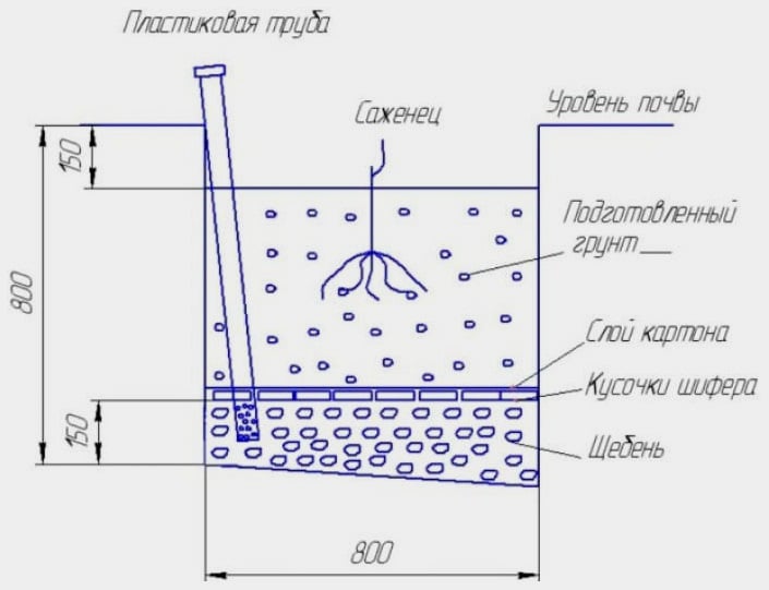 посадка винограда
