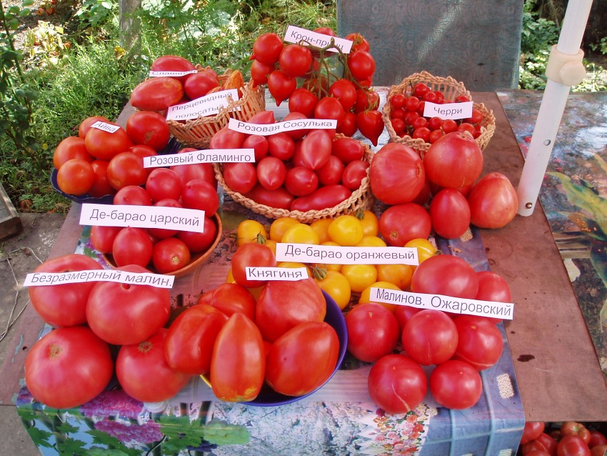 Ранние сорта помидоров