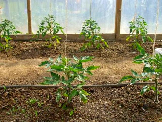 Раннеспелый сорт томата Пузата хата и его особенности